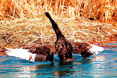 不能薅羊毛了 微软调整XGPU会员转换比率：时长变少